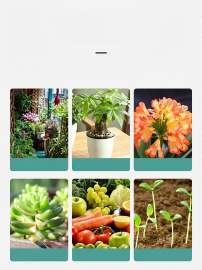 Multi-purpose Plant Nutrient Soil