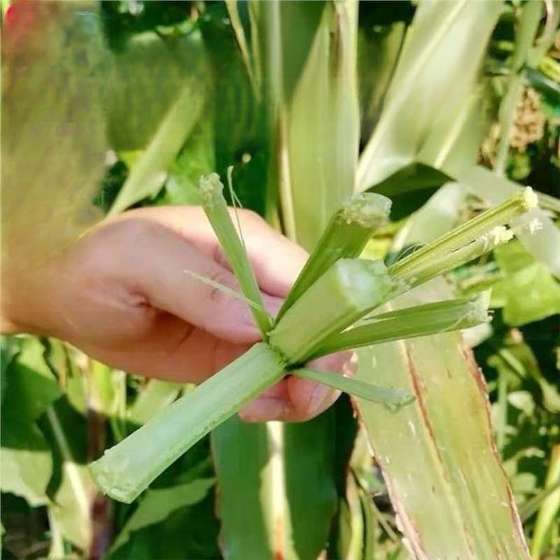 【Cuban Import】Natural Energy Bar Giant Sugarcane Seeds