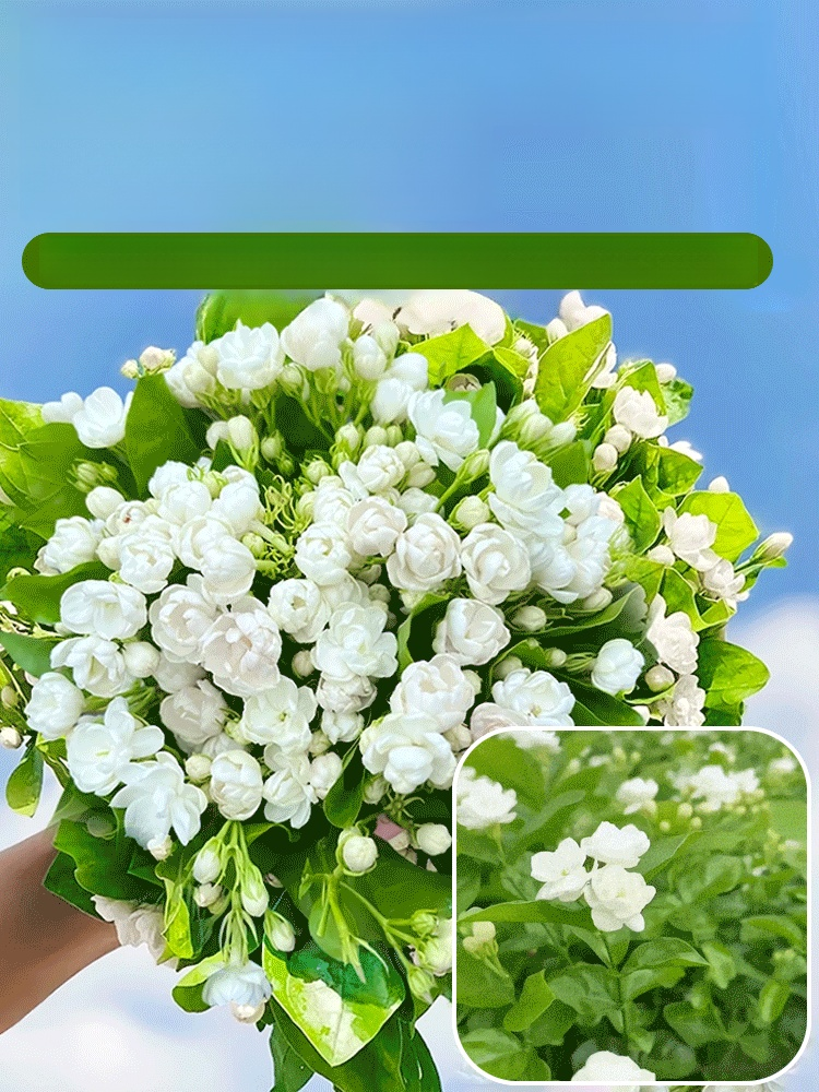 【Perfume of the Garden】Four Seasons Blooming Double-petaled Jasmine Seeds