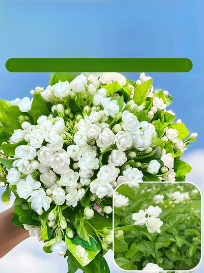 【Perfume of the Garden】Four Seasons Blooming Double-petaled Jasmine Seeds