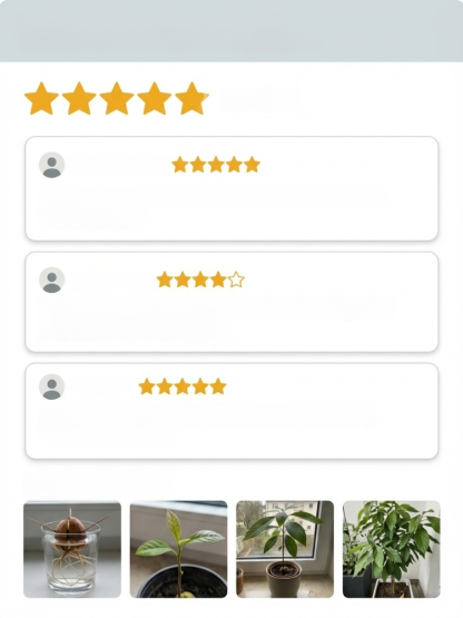 Variety Mexican Avocado Sapling (Fruits in First Year)