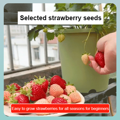 Cream Strawberry Seeds