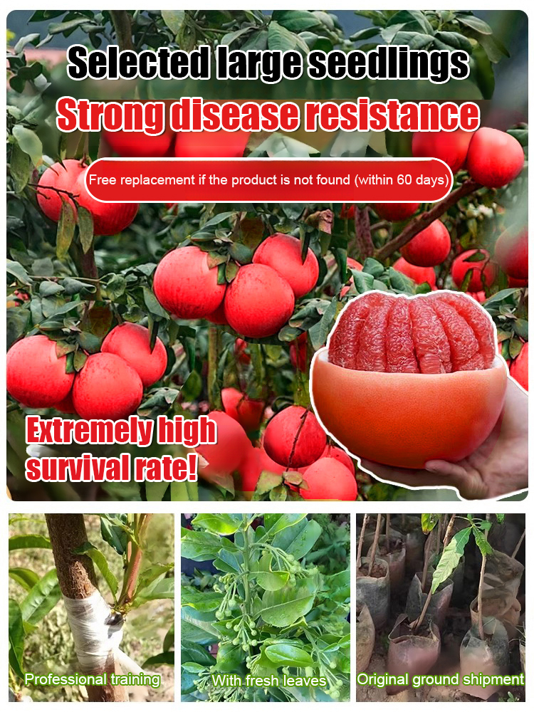 Siam Perfume Red Pomelo from Thailand【Rejuvenating & Lowering Blood Pressure】