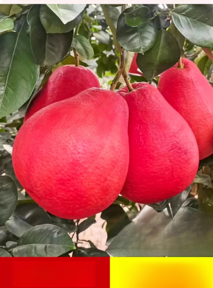 Siam Perfume Red Pomelo from Thailand【Rejuvenating & Lowering Blood Pressure】