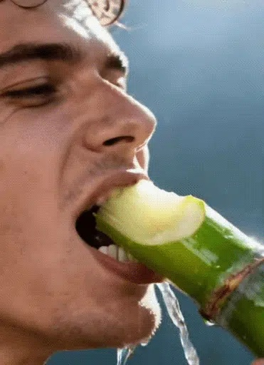 【Cuban Import】Natural Energy Bar Giant Sugarcane Seeds