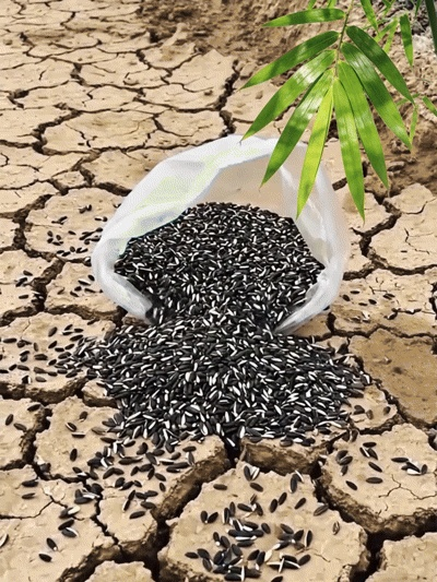 Cold-Resistant and Drought-Tolerant Green Bamboo Seeds for Air Purification