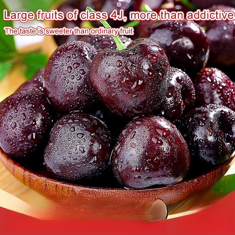 Fully Imported Chilean Chelsea Seeds