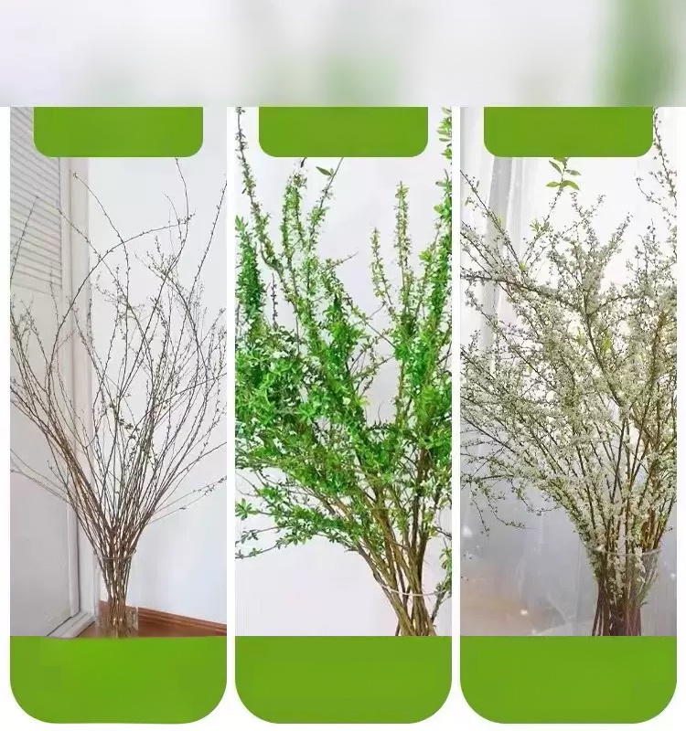 Water Blossom Dry Branch Snow Willow