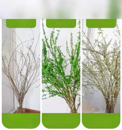 Water Blossom Dry Branch Snow Willow