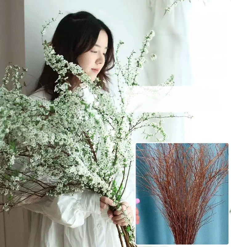 Water Blossom Dry Branch Snow Willow