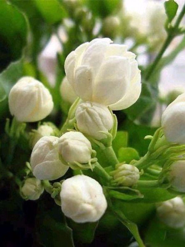 【Perfume of the Garden】Four Seasons Blooming Double-petaled Jasmine Seeds