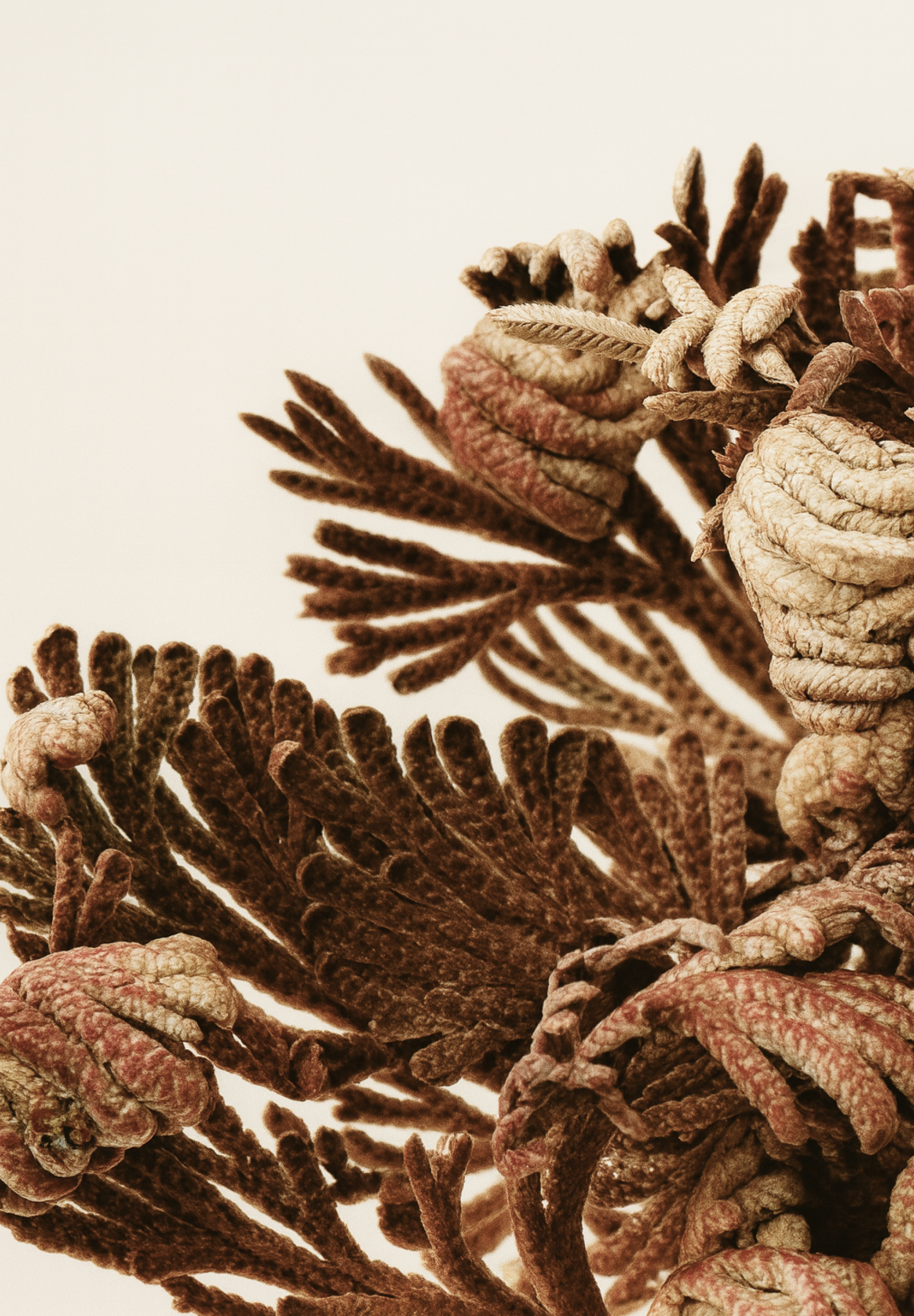 D'AMU Vita5X Cicatinol Ampoule Toner 200ml