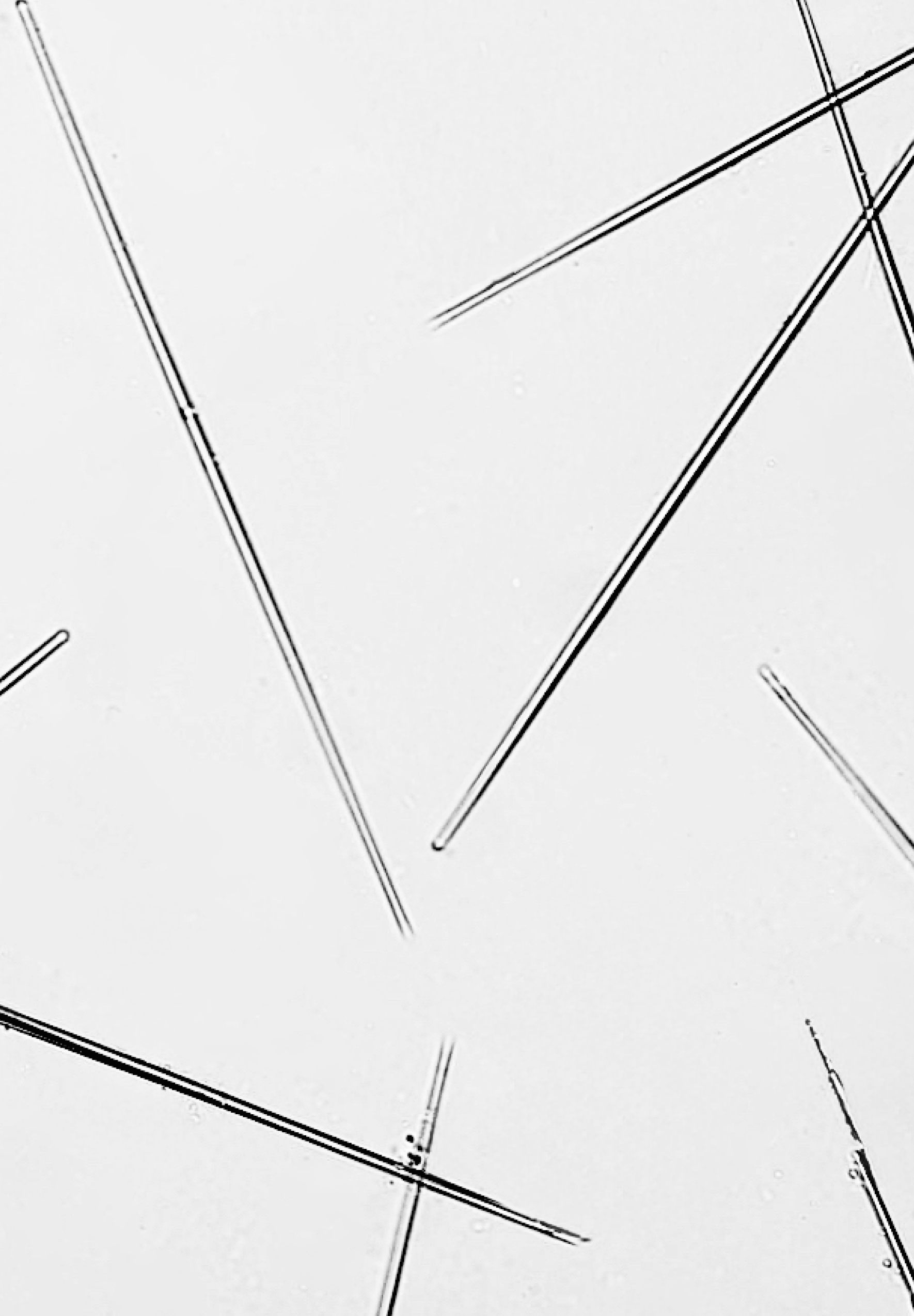 D'AMU Vita5X Astatinol Eye Cream 20g