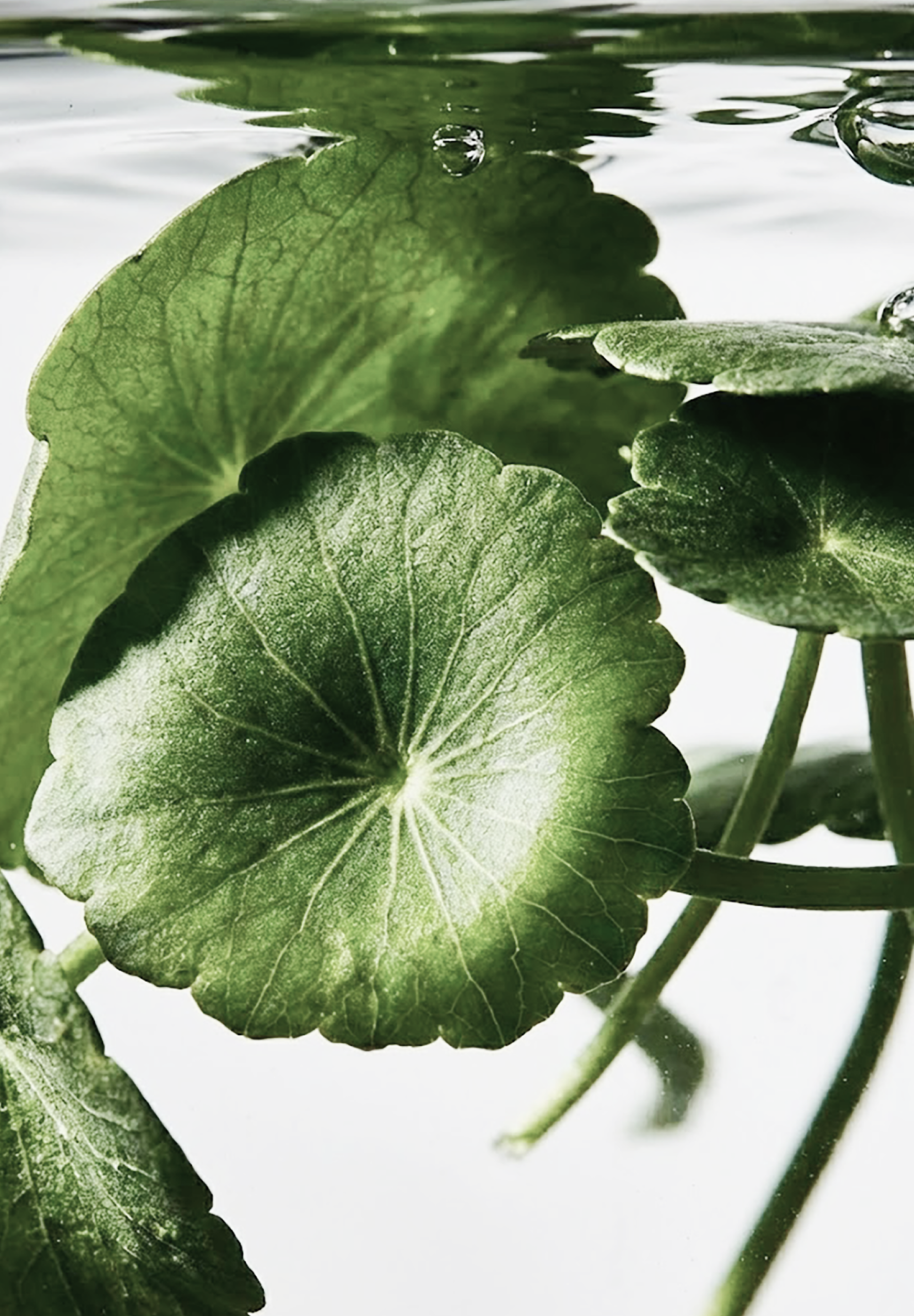 D'AMU Vita5X PDRN Capsule Serum 30ml