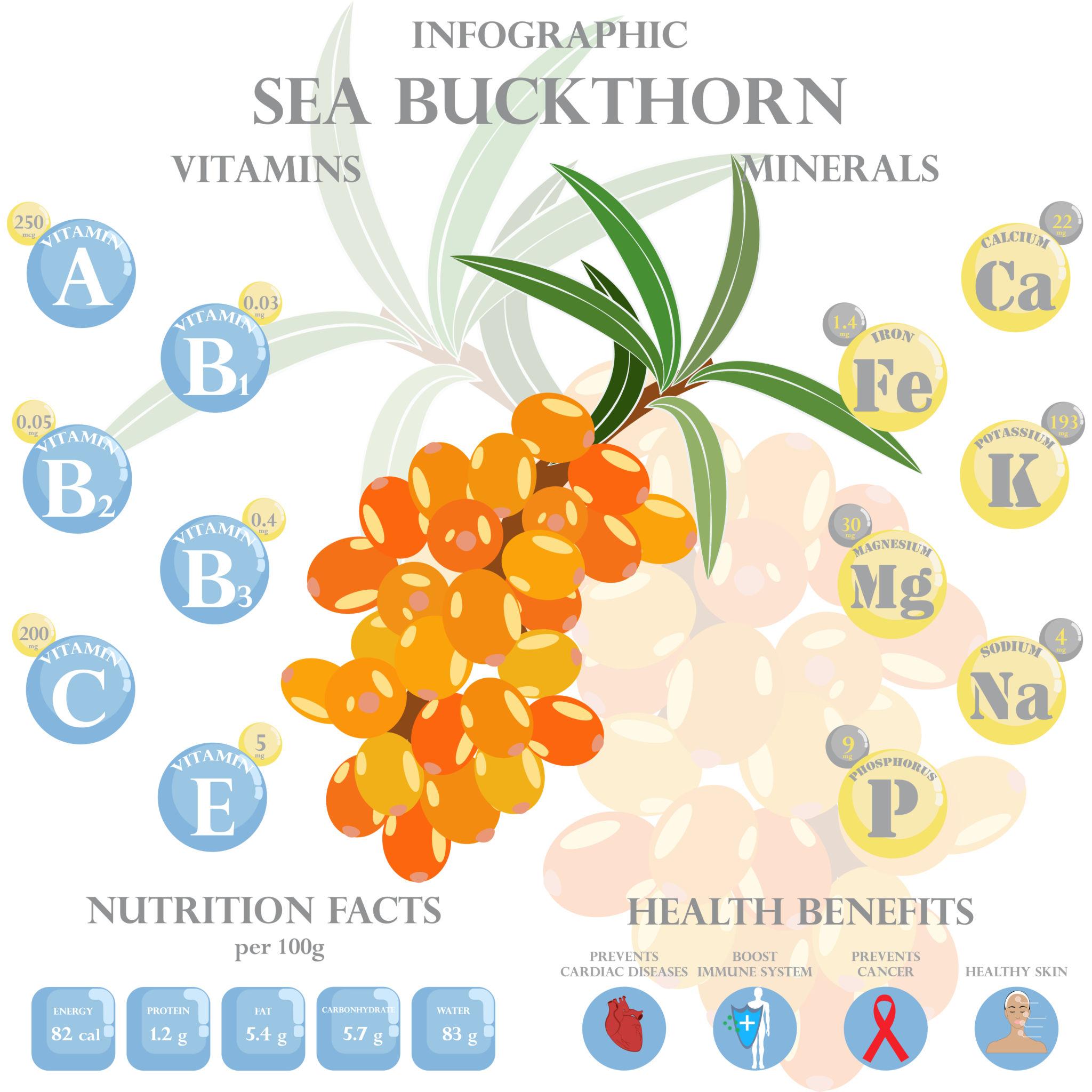 Health benefits and nutrition facts of sea buckthorn infographic vector illustration.