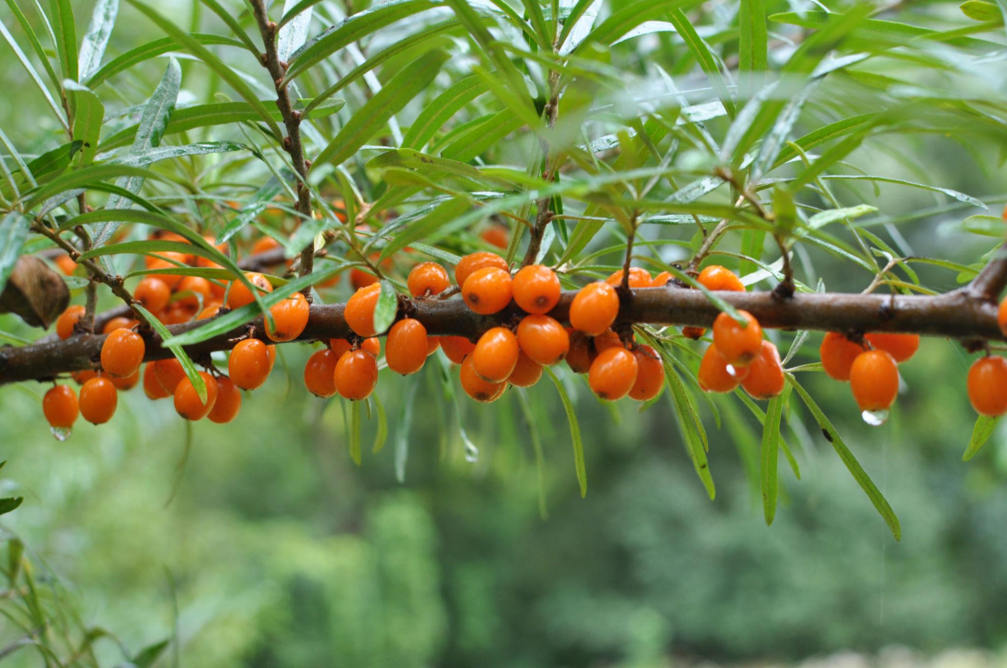 Branch of sea buckthorn (hippophae rhamnoides) with ripe berries