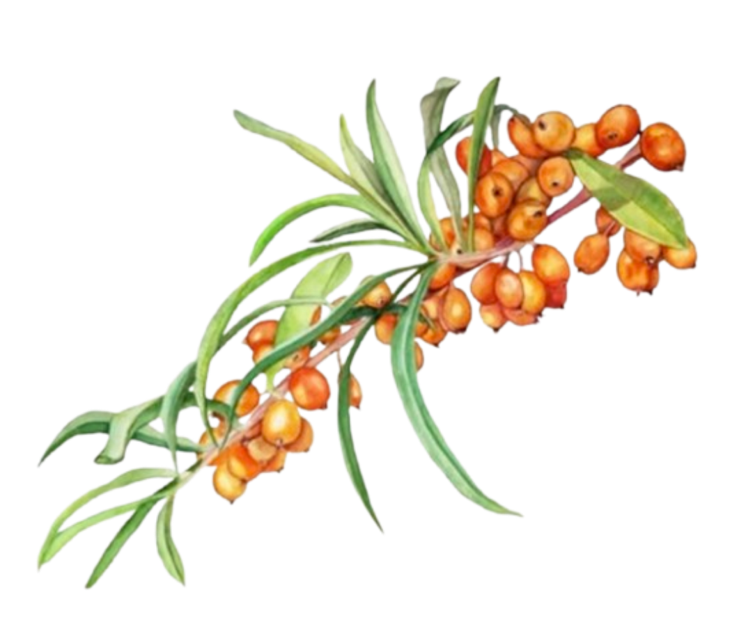 Seaberry Seed Oil