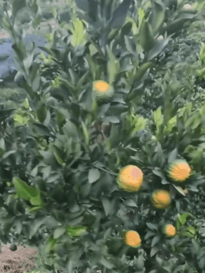 Honeycam 2025-12-01 18-21-11.gif