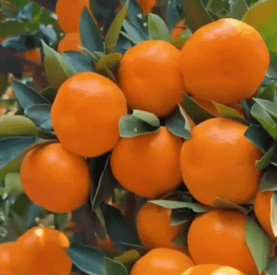 Honeycam 2025-12-01 18-23-27.gif