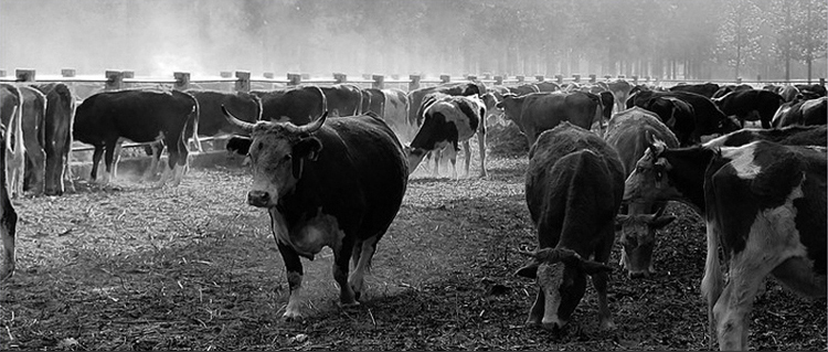 香港狄記皮具 狄記 原創真皮手工 ins郵差包 ins風格包包 頭層牛皮包包 皮革 原創手工真皮 皮件 DEEPKEE 復古包款 小眾軟皮手工包 真皮小方包 6325A 號