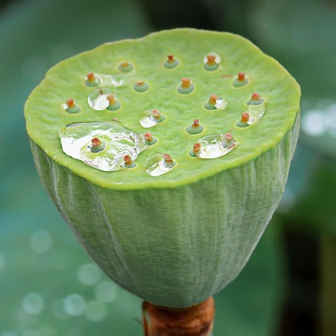 Kaufe eins, erhalte eins gratis! Lotuskerne-Herzen, insgesamt 30 kleine Päckchen, natürlicher Lotuskerne-Kräutertee, senkt den Blutdruck und beruhigt den Geist.