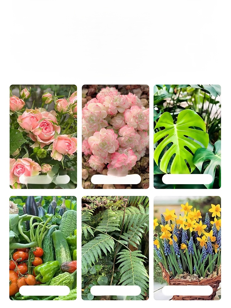 [Root Nourishing and Seedling Strengthening] Multifunctional Horticultural Fertilizer