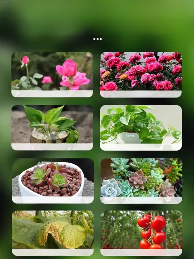 [Root Nourishing and Seedling Strengthening] Multifunctional Horticultural Fertilizer