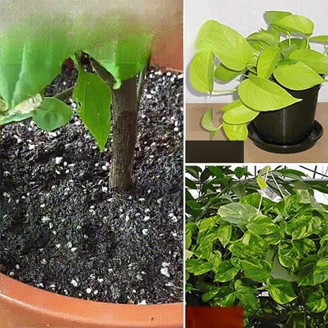 Plant slow-release nutrition bar💕🍀 Improves soil compaction and reduces soil-borne diseases