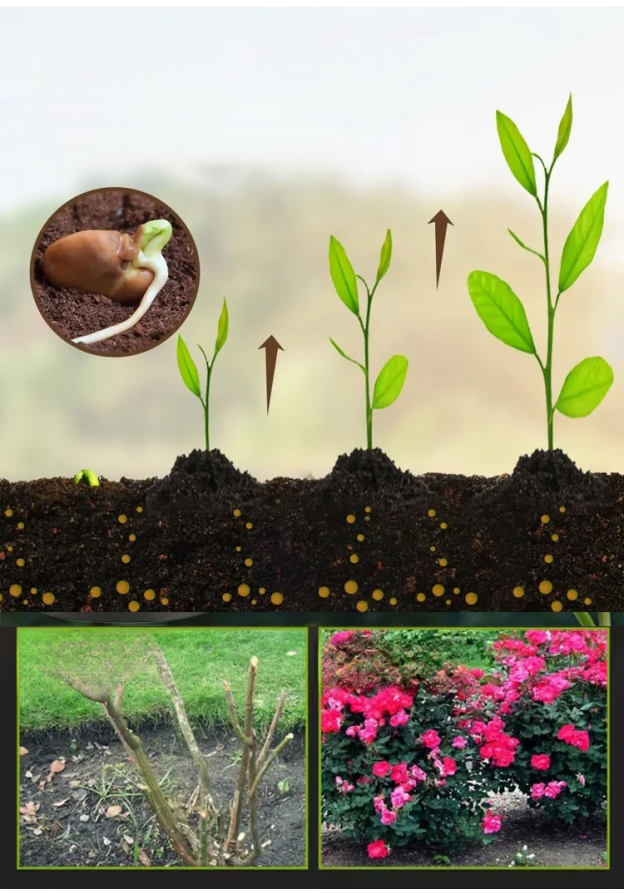 Plant fertilizer enhancer  🍀allowing plant roots to breathe more easily and prevent root rot.