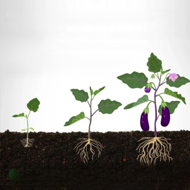 Plant slow-release nutrition bar💕🍀 Improves soil compaction and reduces soil-borne diseases