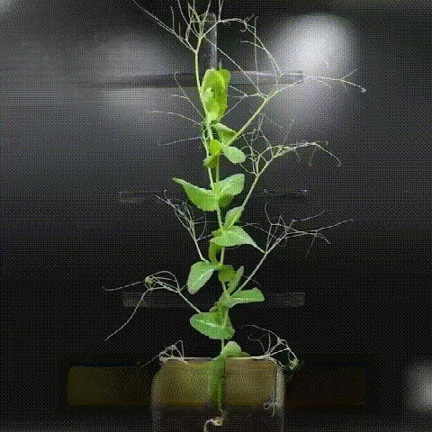 Plant slow-release nutrition bar💕🍀 Improves soil compaction and reduces soil-borne diseases