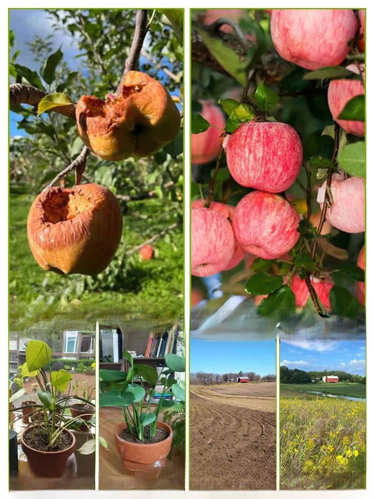 Plant fertilizer enhancer  🍀allowing plant roots to breathe more easily and prevent root rot.