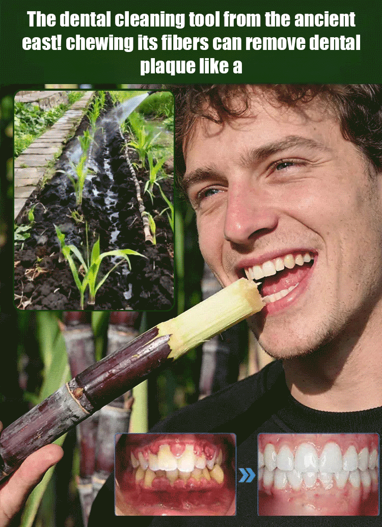 【Cuban Import】Natural Energy Bar Giant Sugarcane Seeds