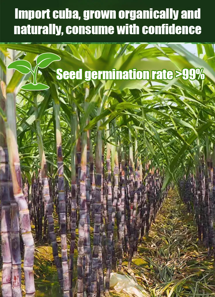 【Cuban Import】Natural Energy Bar Giant Sugarcane Seeds