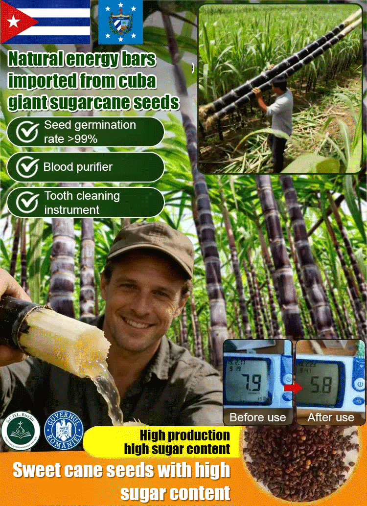 【Cuban Import】Natural Energy Bar Giant Sugarcane Seeds