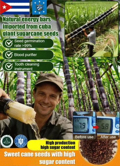 【Cuban Import】Natural Energy Bar Giant Sugarcane Seeds