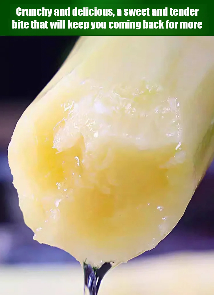 【Cuban Import】Natural Energy Bar Giant Sugarcane Seeds