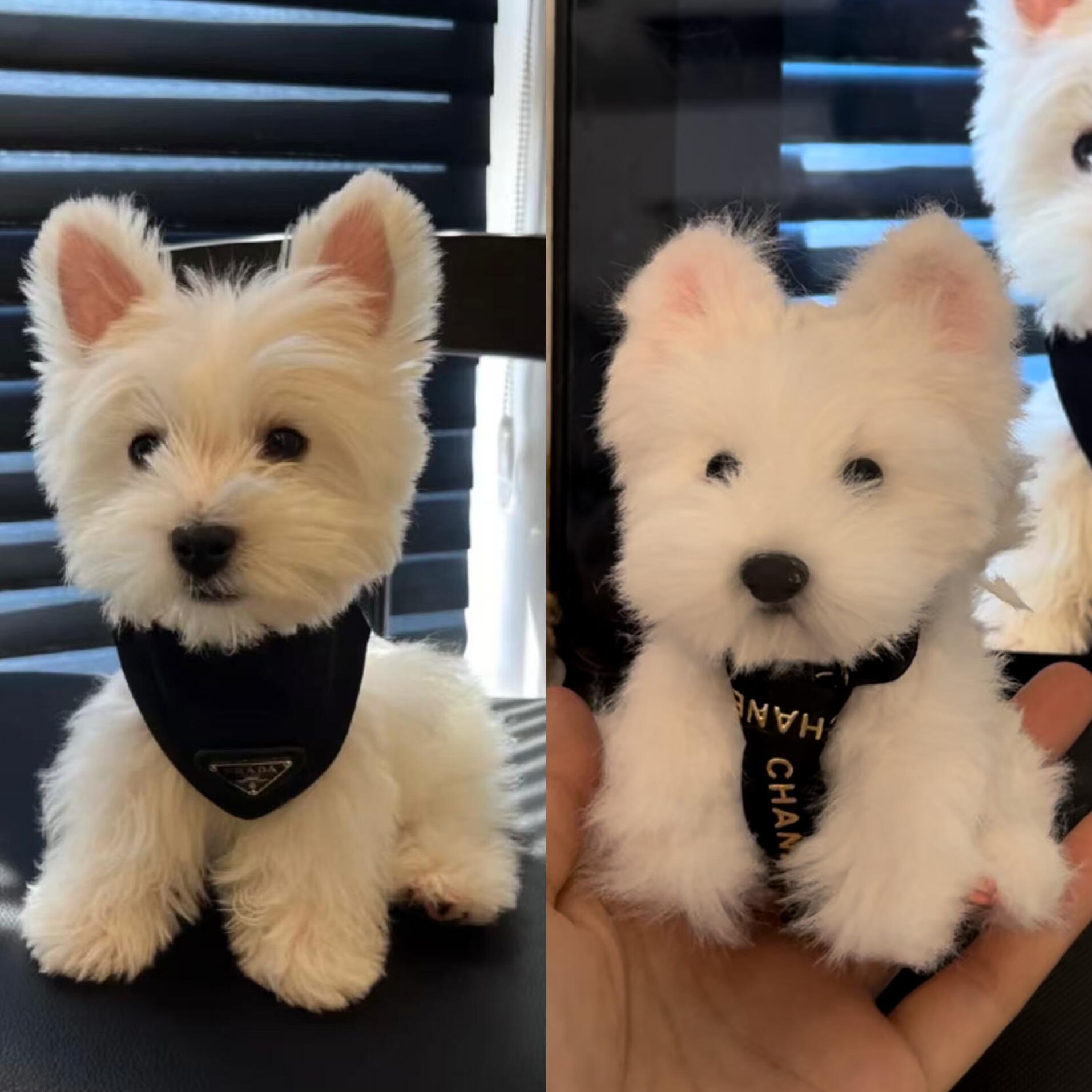 カスタムの長い毛足のぬいぐるみペットチャーム-あなたの写真から手作りされるパーソナライズされたぬいぐるみペットアクセサリー