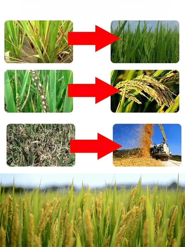 🌾 ใบพืชเหลือง ส้ม หรือไม่มีความเงางาม? ใช้สิ่งนี้เลย การเติมแมกนีเซียมอย่างรวดเร็ว ใบไม้กลับมาเขียวชอุ่ม ส่งเสริมการสังเคราะห์แสง