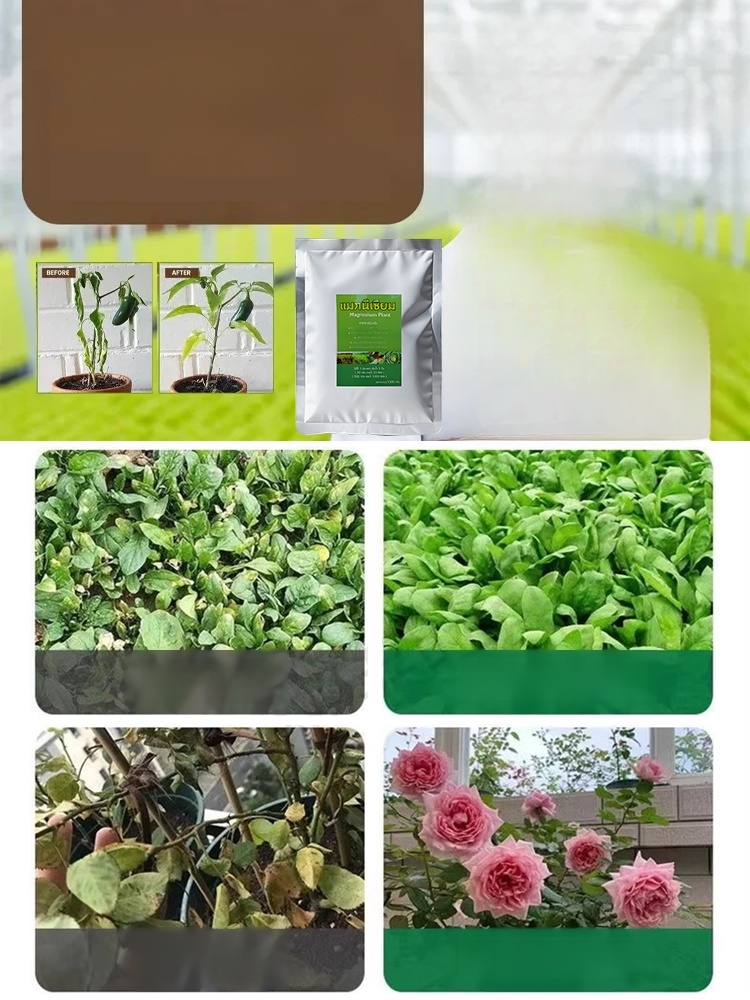 🌾 ใบพืชเหลือง ส้ม หรือไม่มีความเงางาม? ใช้สิ่งนี้เลย การเติมแมกนีเซียมอย่างรวดเร็ว ใบไม้กลับมาเขียวชอุ่ม ส่งเสริมการสังเคราะห์แสง