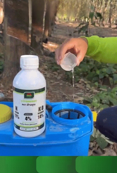 📣☘️ต้นยางแตกใบช้า น้ำยางไหลน้อย อย่าทิ้งปัญหาไว้นานแก้ด้วยปุ๋ยน้ำสูตรนี้เลย กดสั่งซื้อที่ตะกร้าก่อนของหมด