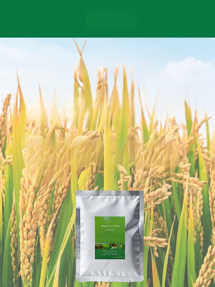 🌾 ใบพืชเหลือง ส้ม หรือไม่มีความเงางาม? ใช้สิ่งนี้เลย การเติมแมกนีเซียมอย่างรวดเร็ว ใบไม้กลับมาเขียวชอุ่ม ส่งเสริมการสังเคราะห์แสง