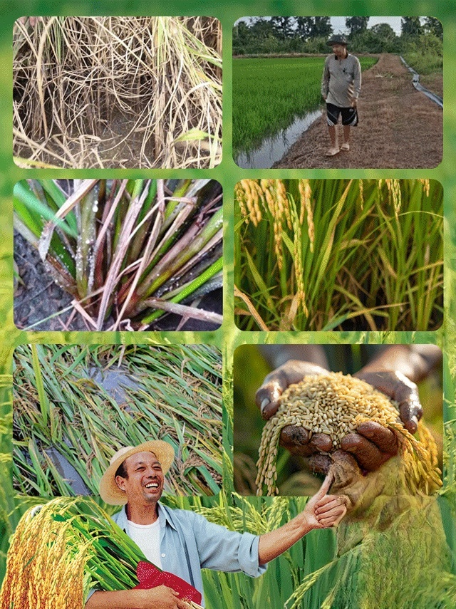 🌾 ใบพืชเหลือง ส้ม หรือไม่มีความเงางาม? ใช้สิ่งนี้เลย การเติมแมกนีเซียมอย่างรวดเร็ว ใบไม้กลับมาเขียวชอุ่ม ส่งเสริมการสังเคราะห์แสง