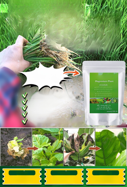 🌾 เพิ่มผลผลิตพืชผลของคุณเป็นสามเท่า! 💰ซื้อ 1 แถม 10 ด้วยแมกนีเซียมซัลเฟตประสิทธิภาพสูง