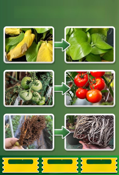 🌾 เพิ่มผลผลิตพืชผลของคุณเป็นสามเท่า! 💰ซื้อ 1 แถม 10 ด้วยแมกนีเซียมซัลเฟตประสิทธิภาพสูง