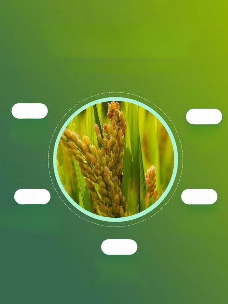 🌾 ใบพืชเหลือง ส้ม หรือไม่มีความเงางาม? ใช้สิ่งนี้เลย การเติมแมกนีเซียมอย่างรวดเร็ว ใบไม้กลับมาเขียวชอุ่ม ส่งเสริมการสังเคราะห์แสง