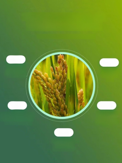 🌾 ใบพืชเหลือง ส้ม หรือไม่มีความเงางาม? ใช้สิ่งนี้เลย การเติมแมกนีเซียมอย่างรวดเร็ว ใบไม้กลับมาเขียวชอุ่ม ส่งเสริมการสังเคราะห์แสง