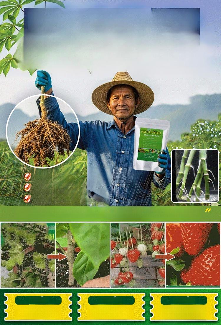 🌾 เพิ่มผลผลิตพืชผลของคุณเป็นสามเท่า! 💰ซื้อ 1 แถม 10 ด้วยแมกนีเซียมซัลเฟตประสิทธิภาพสูง