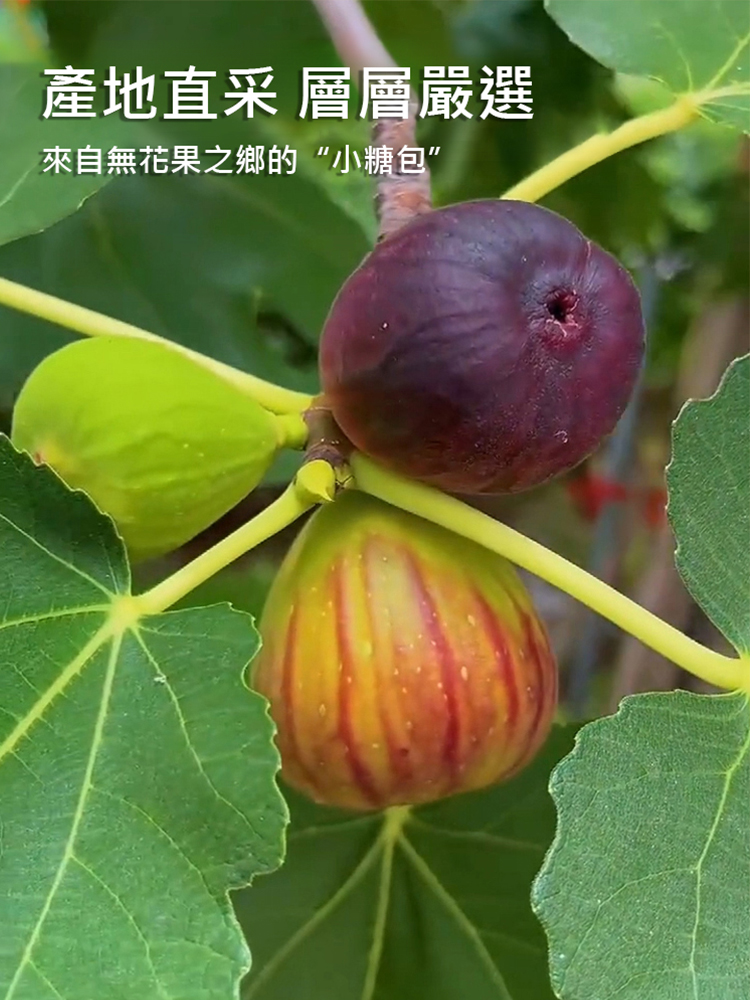 三蒸三曬無花果乾