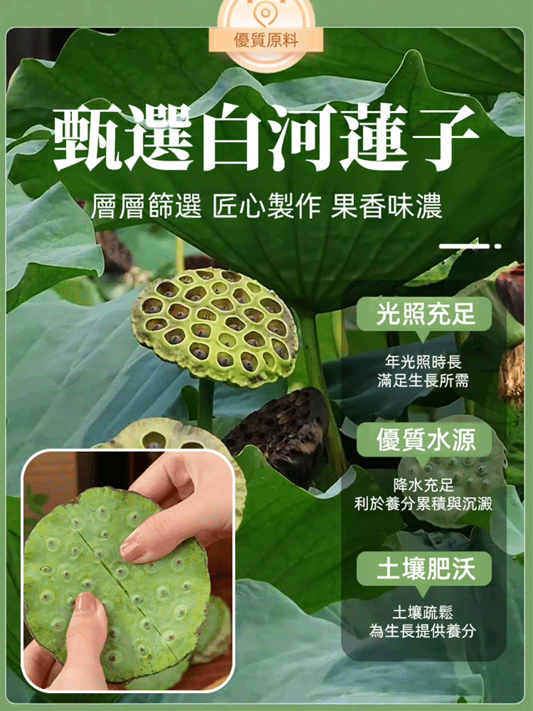 【中醫師推薦】四季養生品 香酥即食蓮子 滿口酥香 降糖降壓 抗炎消脂